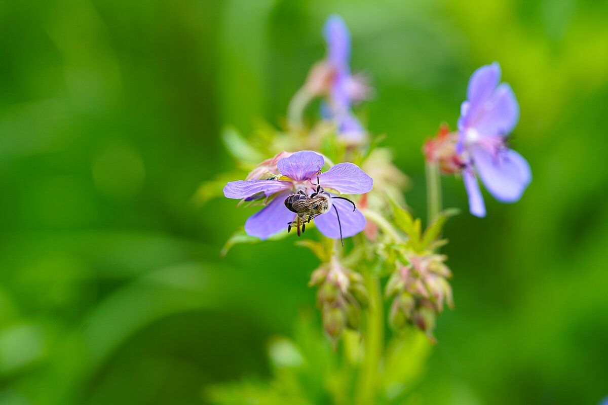 Лесная герань - Татьяна Тюменка