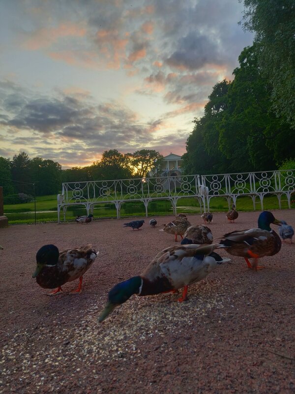 Утки - Сапсан 