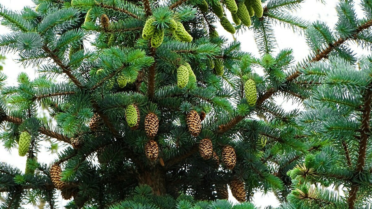 Молодые и прошлогодние шишки на голобой ели. - Милешкин Владимир Алексеевич 