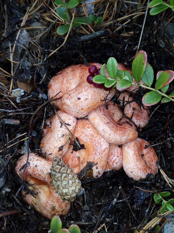 Рыжая кучка... - Ирина *