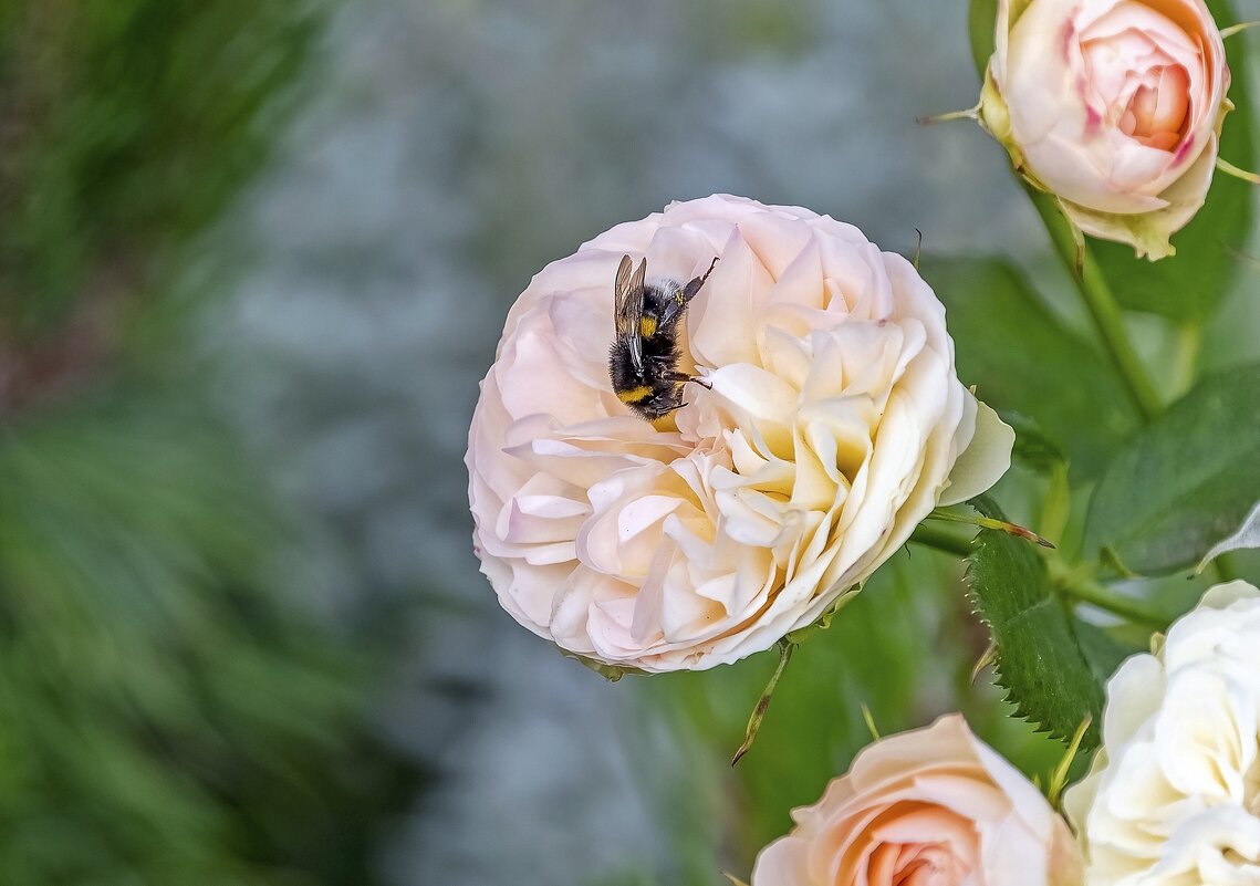 Влюблённый в розу - Валерий Иванович