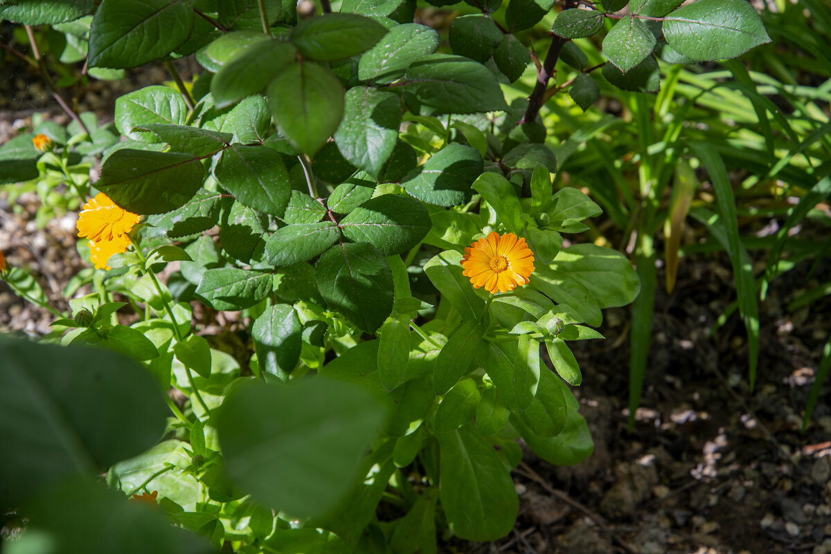 Календула - Анатолий Чикчирный