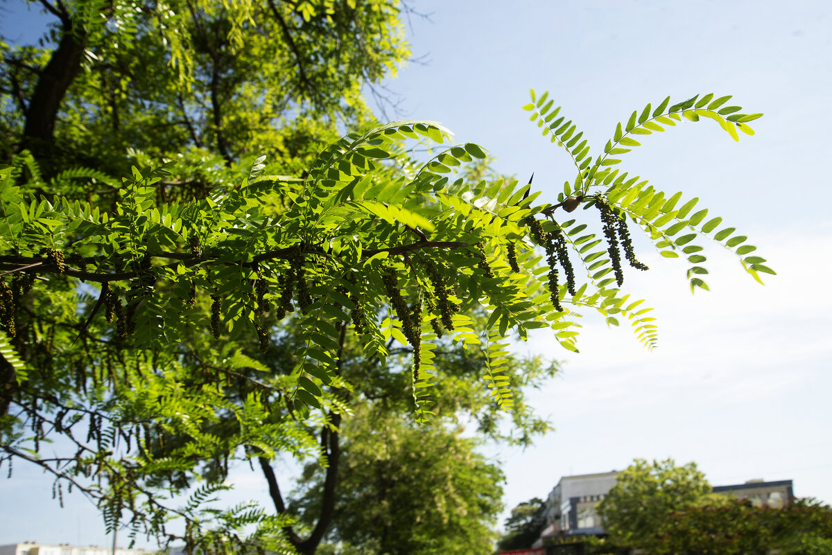 Акация - Анатолий Чикчирный