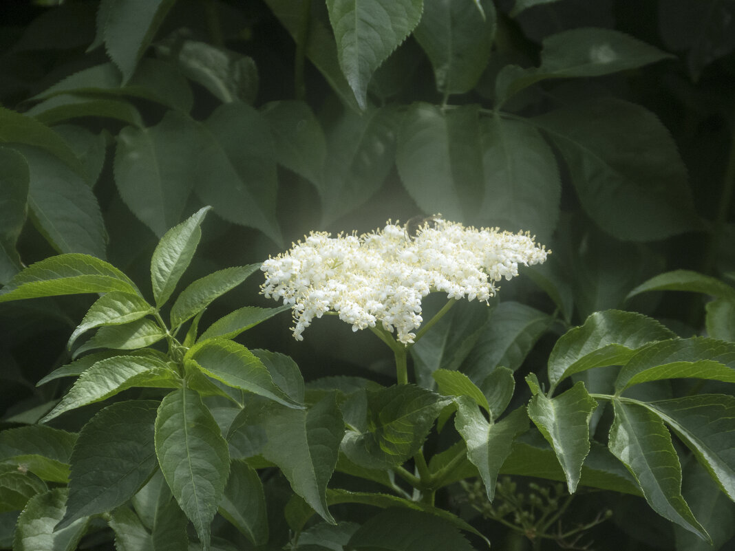 Цветение  бузины - Валентин Семчишин