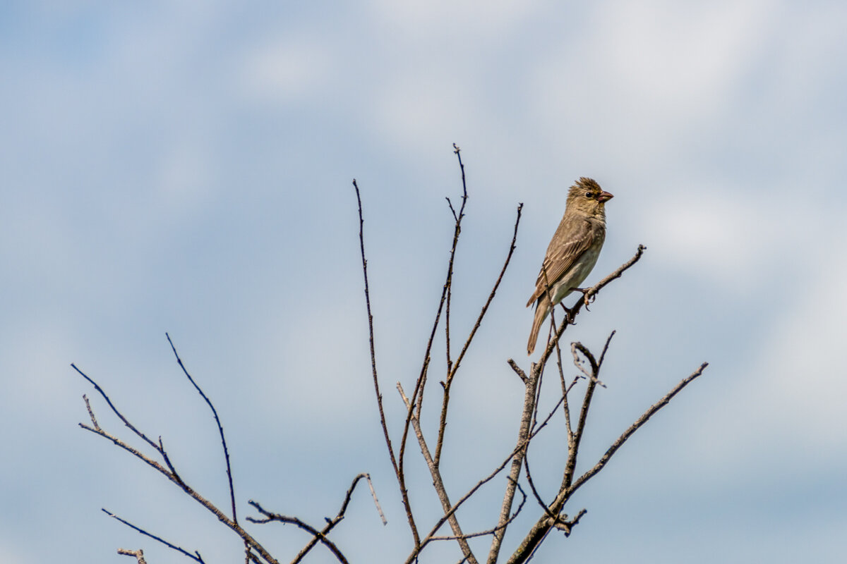 Хохлатый жаворонок - Игорь Сикорский