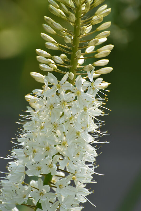 Москва. Нескучный сад. - Наташа *****