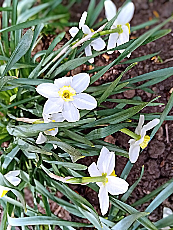 Весенний цвет. - Владимир Драгунский