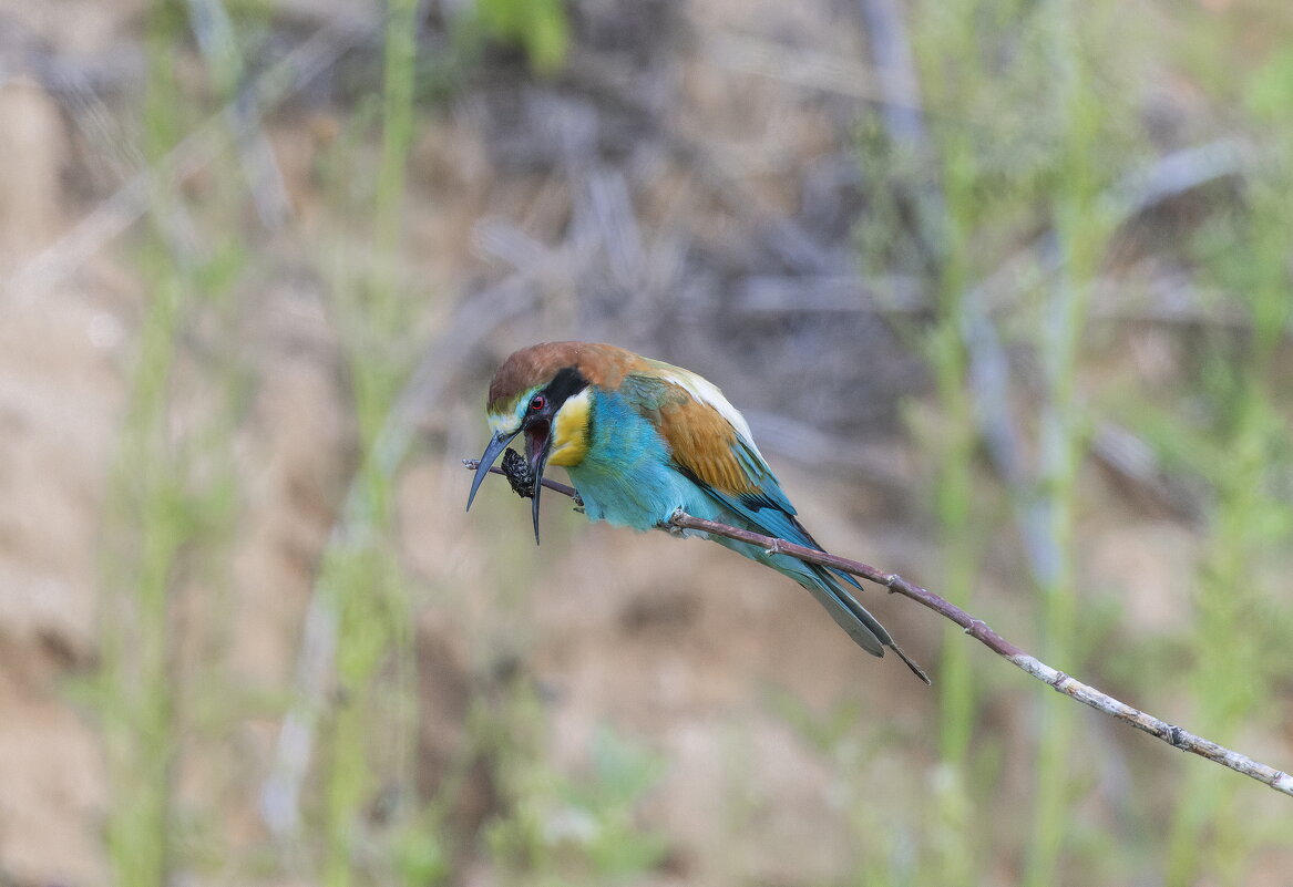 щурки.отрыгивание погатки. - юрий макаров