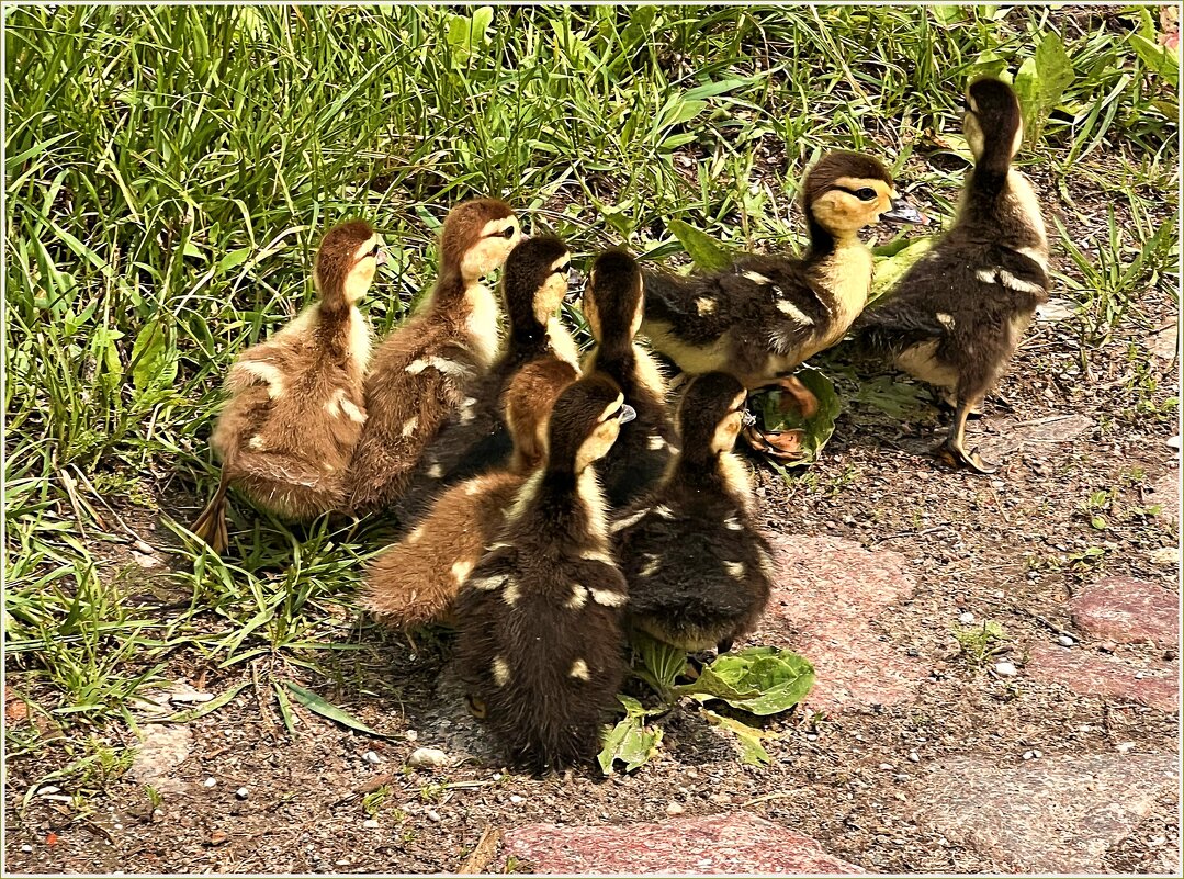 Утята мускусной утки. - Валерия Комова