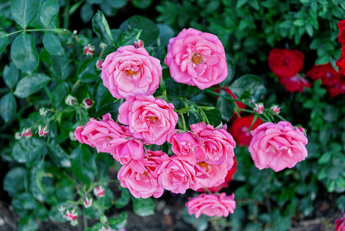 Вот роза, всех цветов царица, Блестит румянца красотой ! - Варвара 