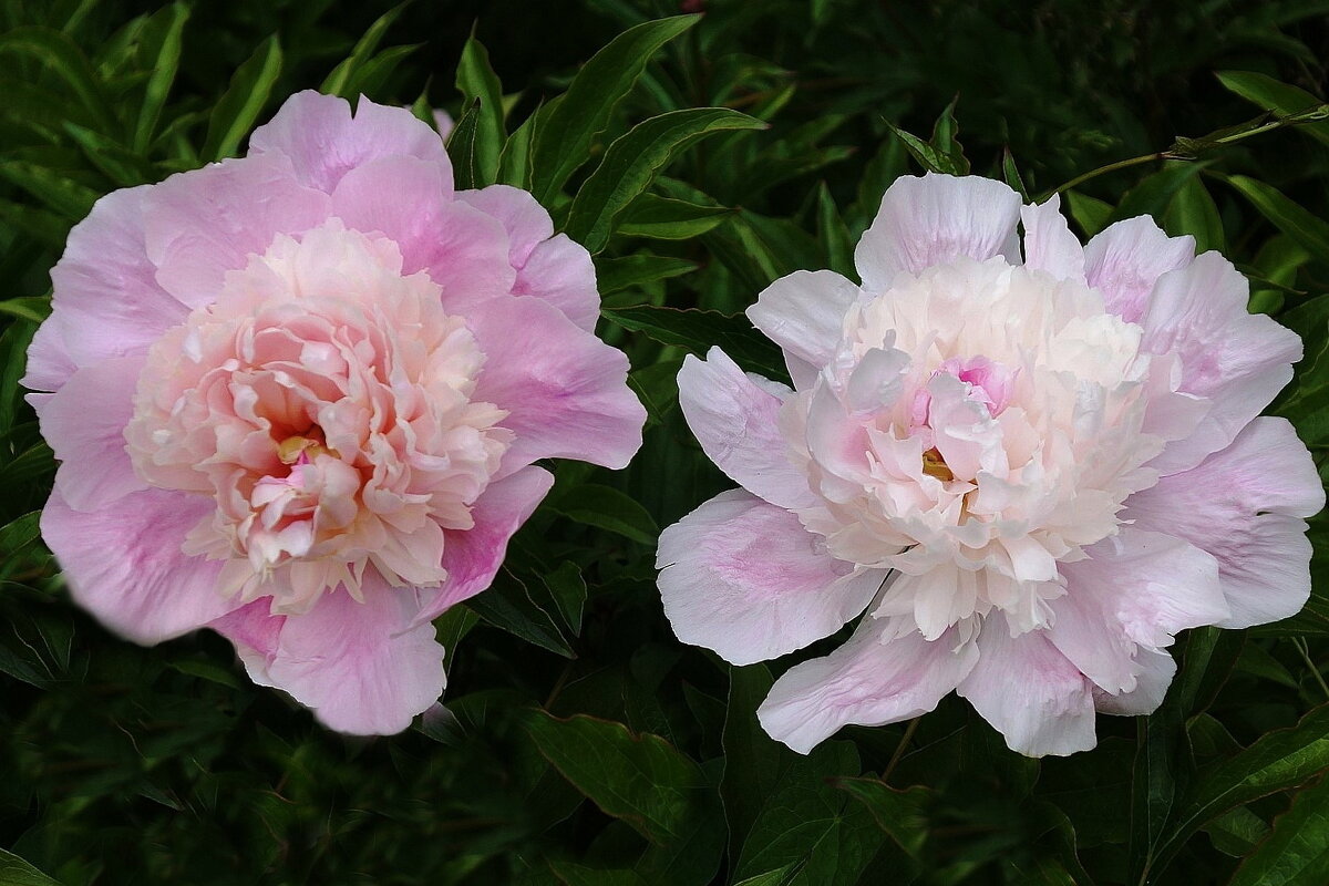 Пионы - Рита Симонова