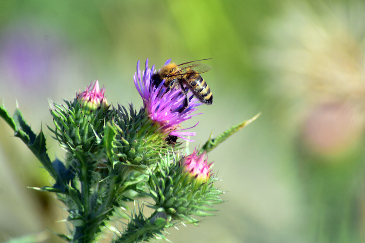 Пчела - Геннадий Супрун