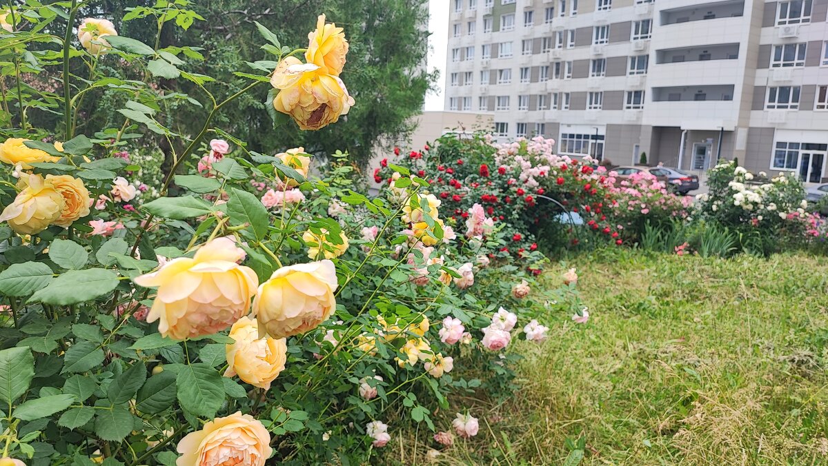 ,,, - Сергей Тимоновский