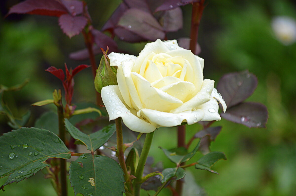 В моём розарии зацвели розы - Татьяна Лютаева