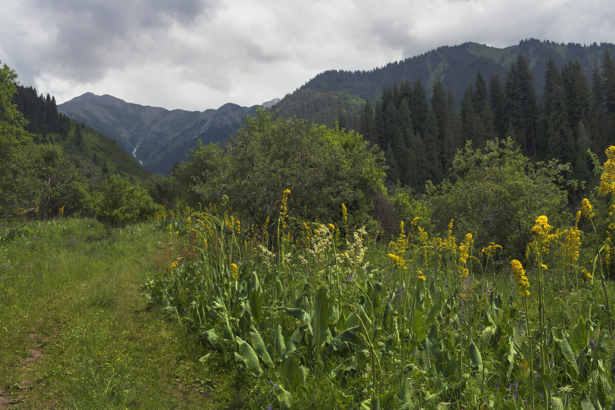 Июнь в горах - LudMila 