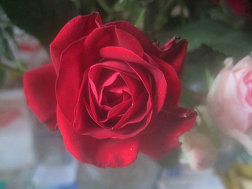 Роза - Елена Семигина