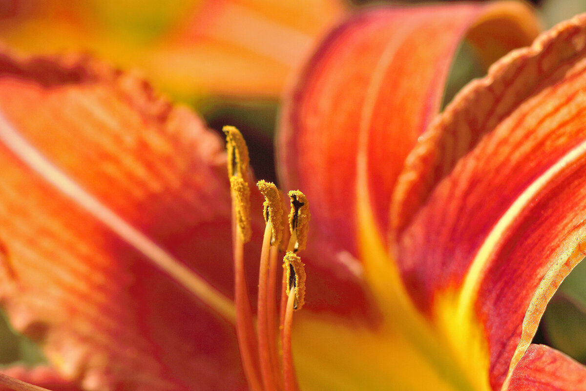 Лилейник - Юрий Гайворонскiий