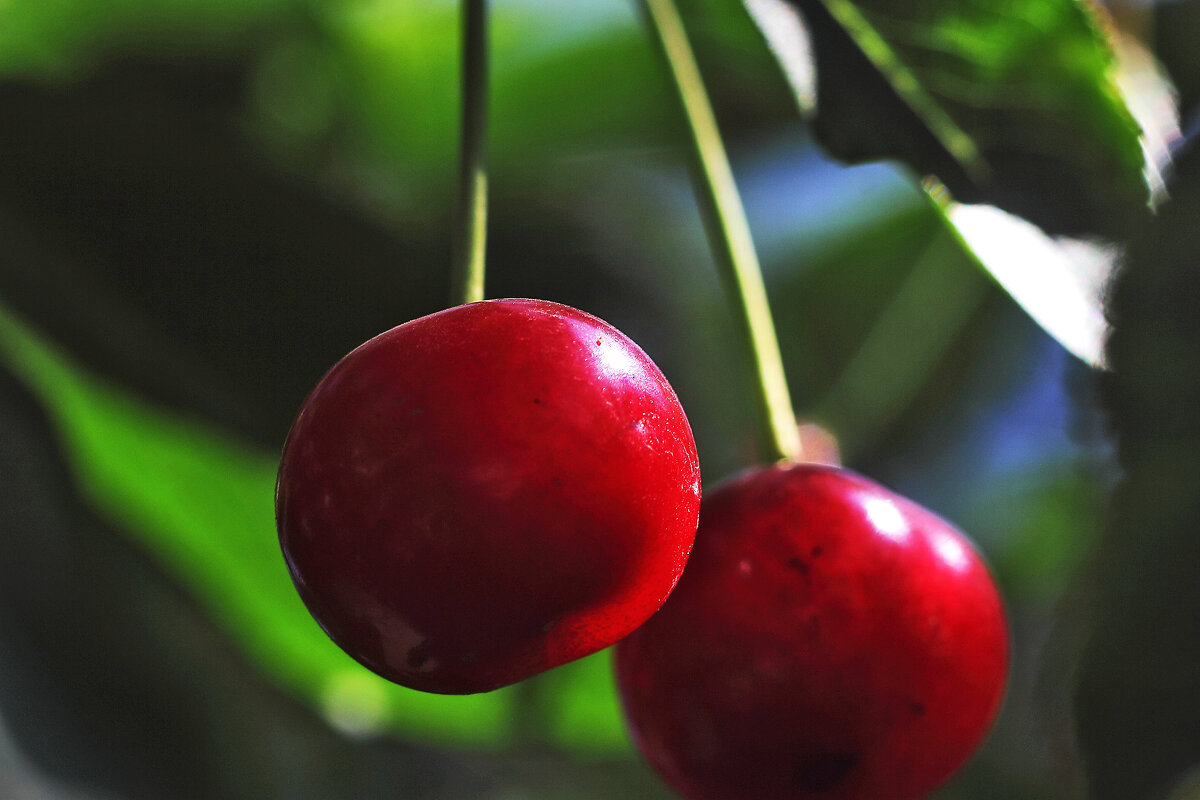 Вишенки - Юрий Гайворонскiий