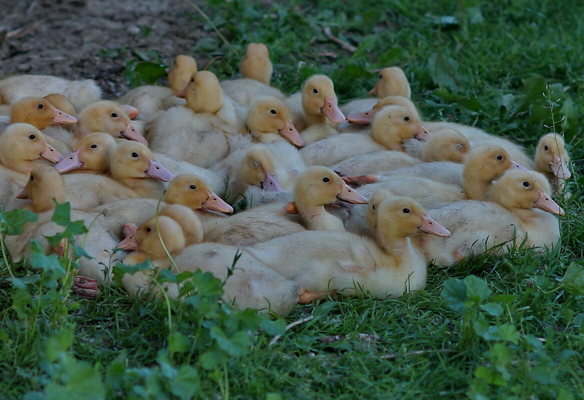 Обеденный сон... - Николай Саржанов