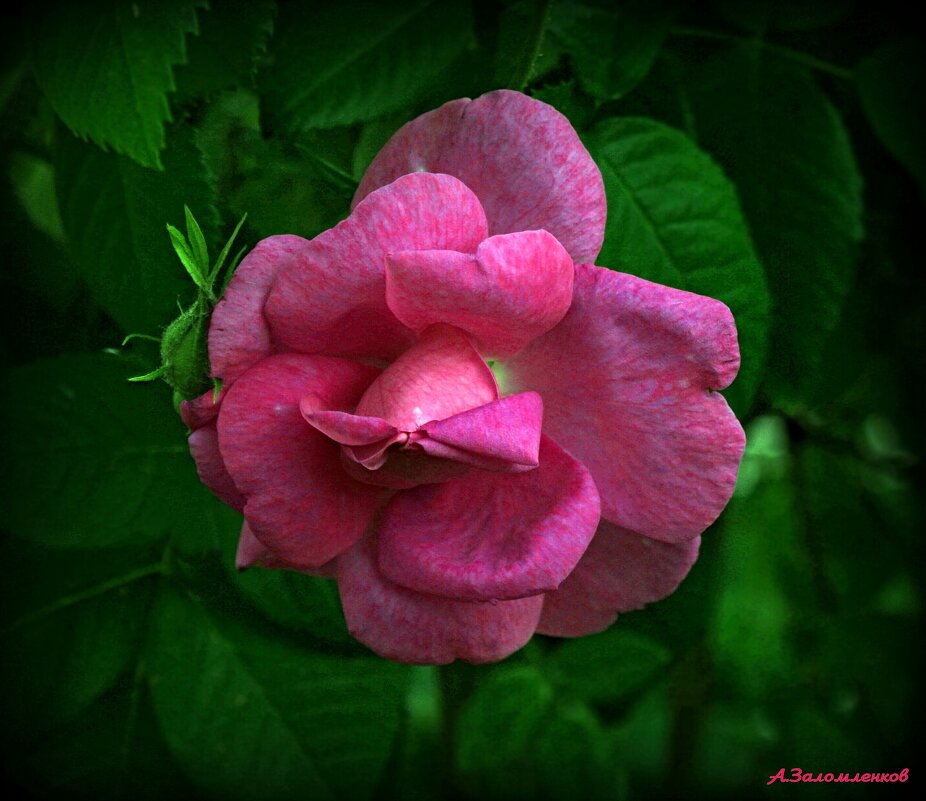 Ароматы лета... - Андрей Заломленков