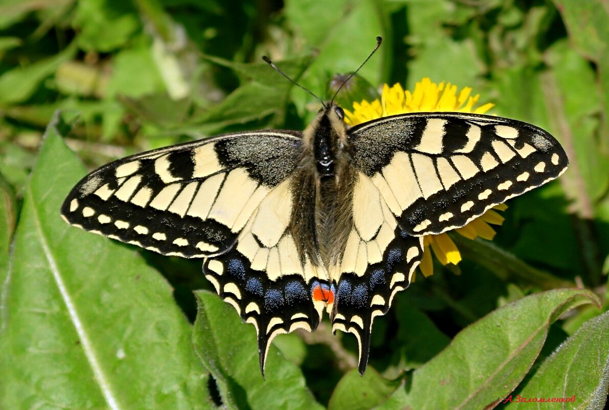 О парусниках... - Андрей Заломленков