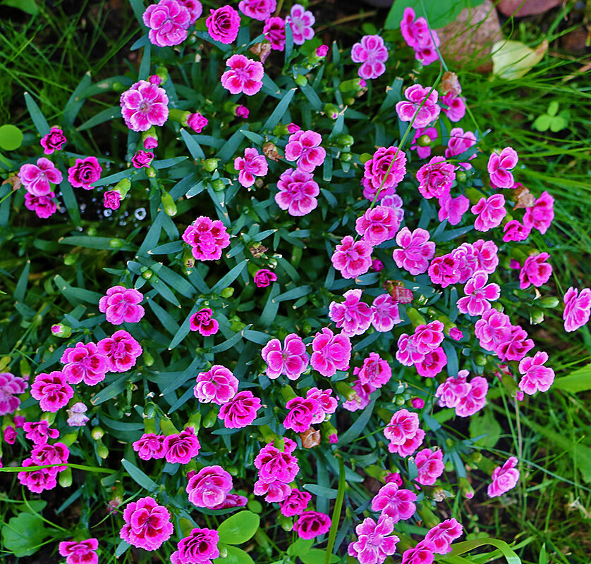 Гвоздички - Светлана Гвоздички - Светлана