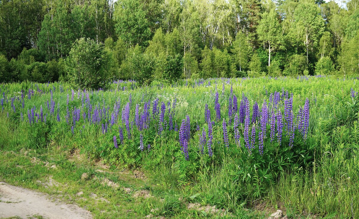 У лесной дороги - Татьяна Тюменка