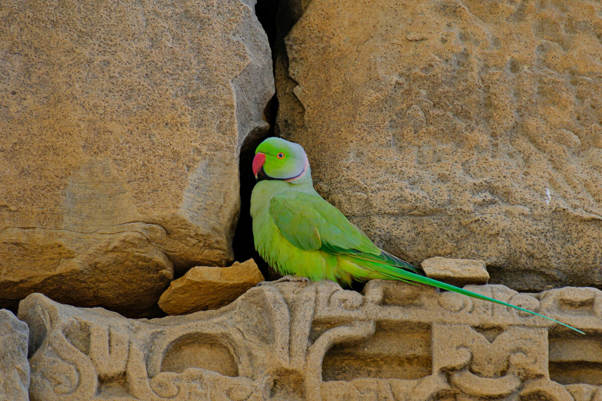 Попугай нашёл себе жильё в храме - Георгий А Попугай нашёл себе жильё в храме - Георгий А