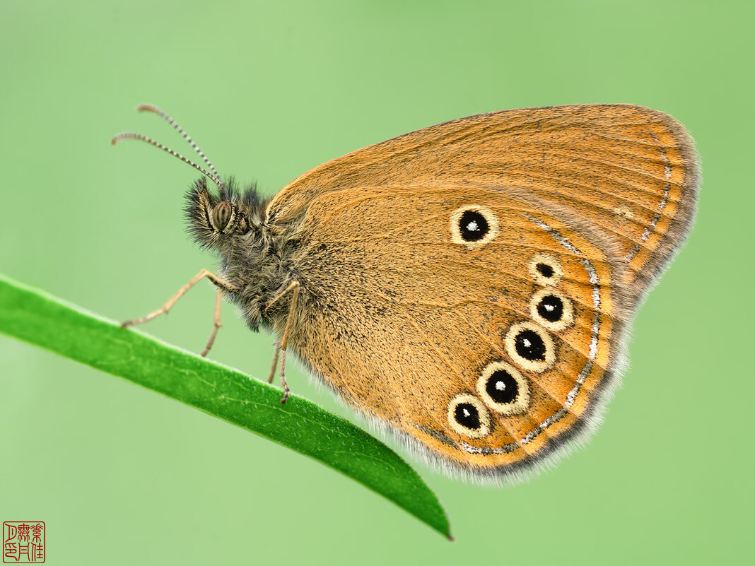 Сенница - Станислав С.