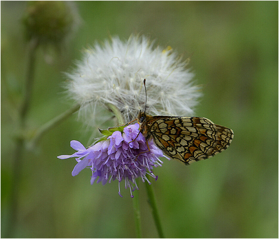 Лето это маленькая жизнь.. - Aleksandr Gal