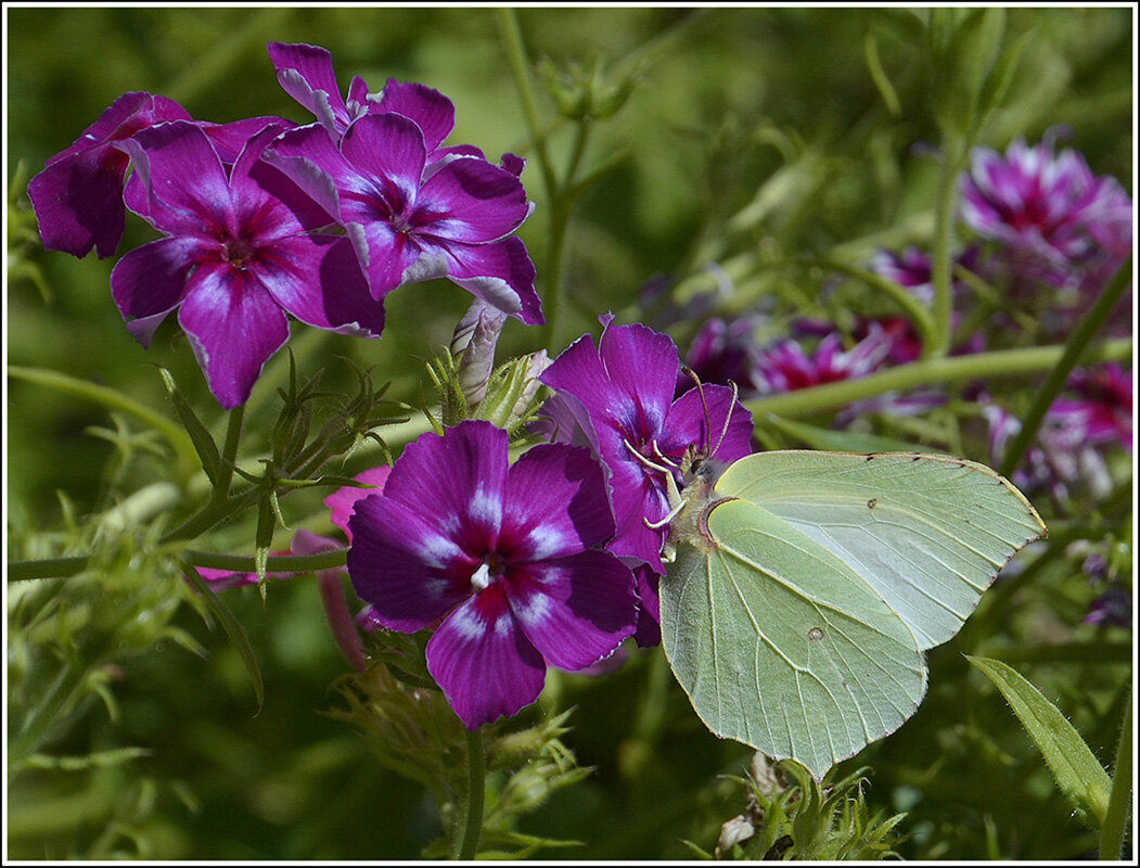 Как прекрасен этот Мир - Aleksandr Gal