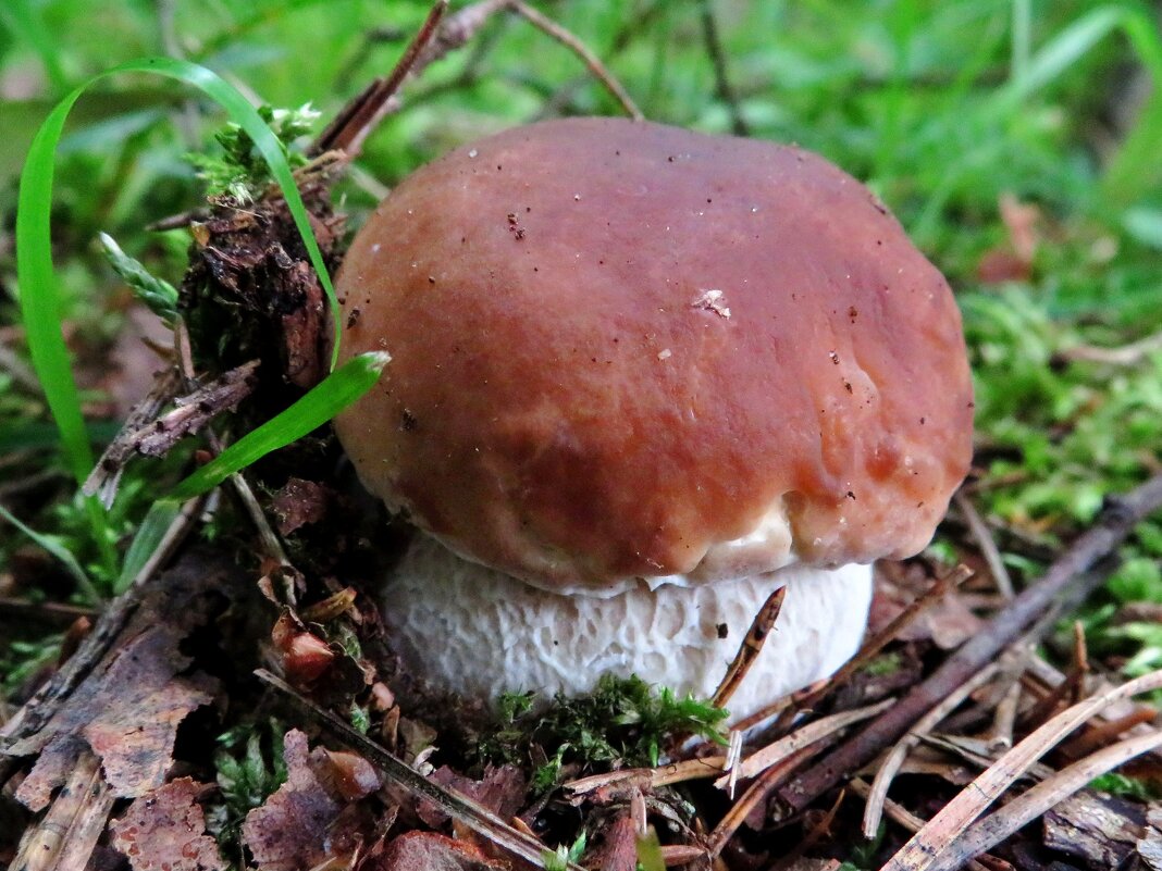 Маленький крепыш - Андрей Снегерёв