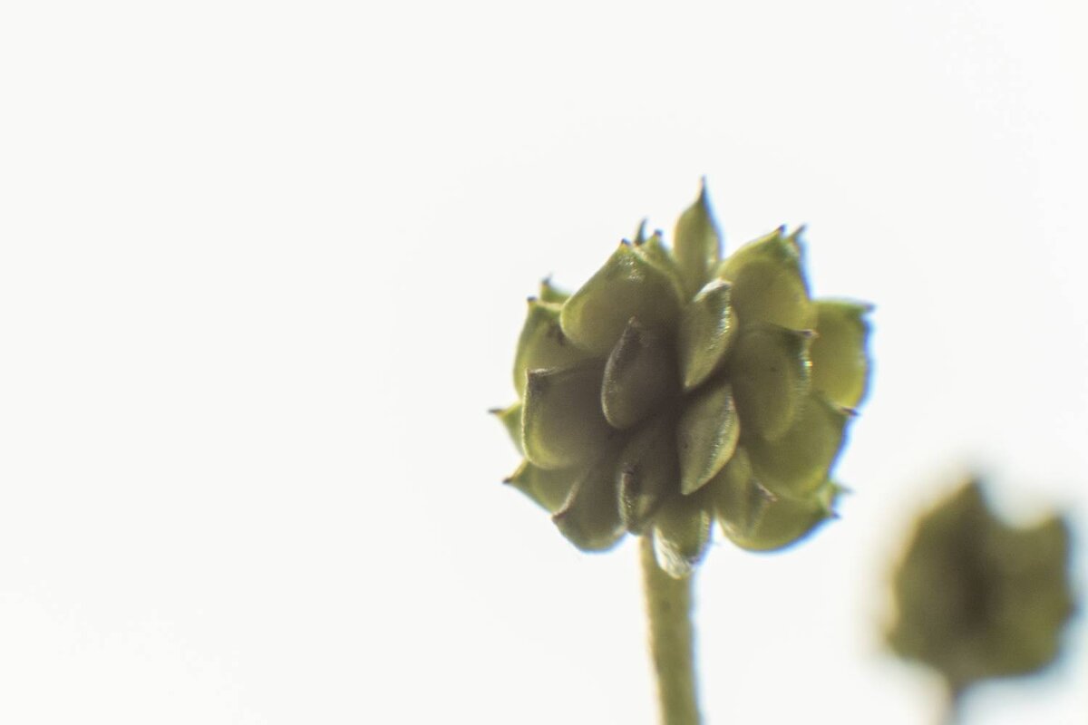 Травы Владимирской области. Лютик - Николай Чичерин Травы Владимирской области. Лютик - Николай Чичерин