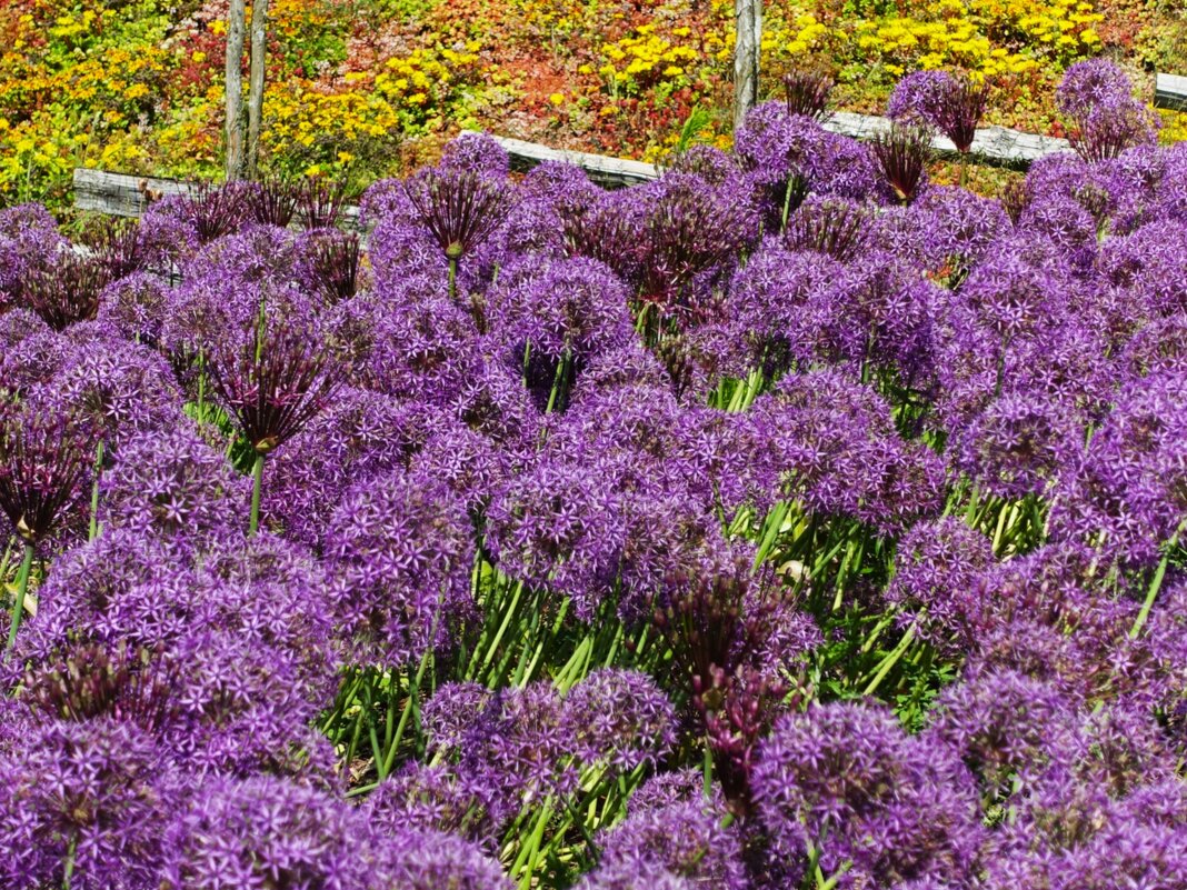 Поляна лука аллиума - Aida10 Поляна лука аллиума - Aida10