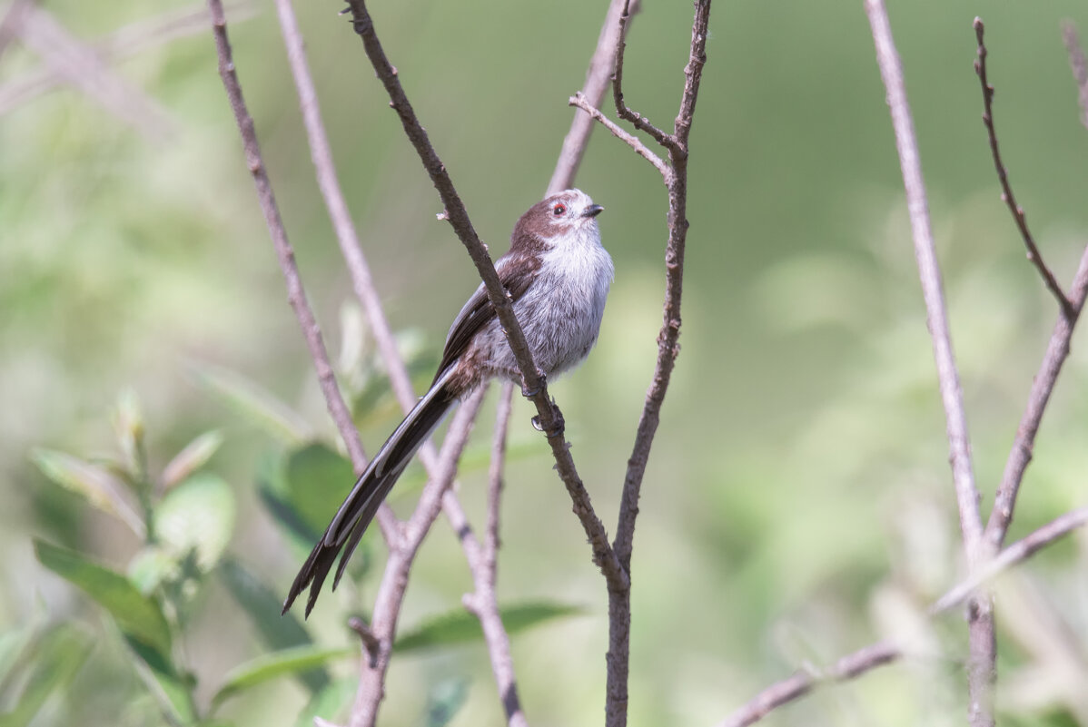 МАЛЕНЬКИЙ-МАЛЕНЬКИЙ ПАВЛИН - Володька Завитушкин МАЛЕНЬКИЙ-МАЛЕНЬКИЙ ПАВЛИН - Володька Завитушкин