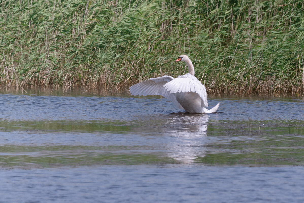 Я ПОКАЖУ ТЕБЕ КРАСИВОЕ... -2 - Володька Завитушкин