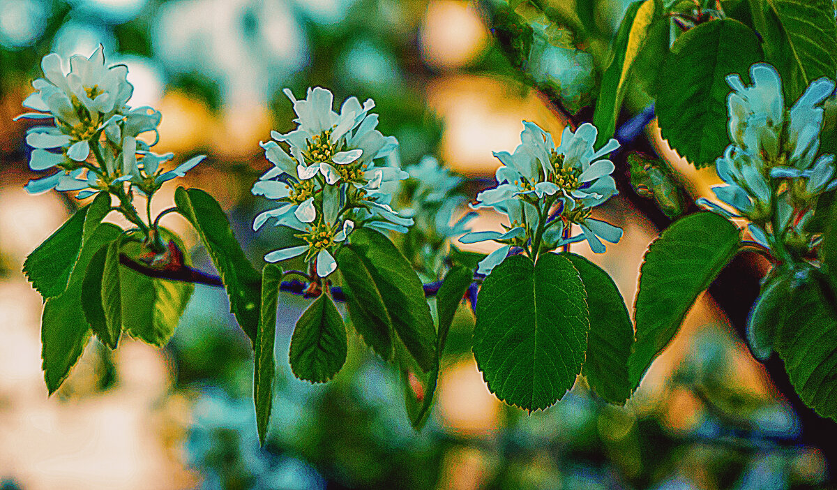 Цветение - Владимир Кроливец