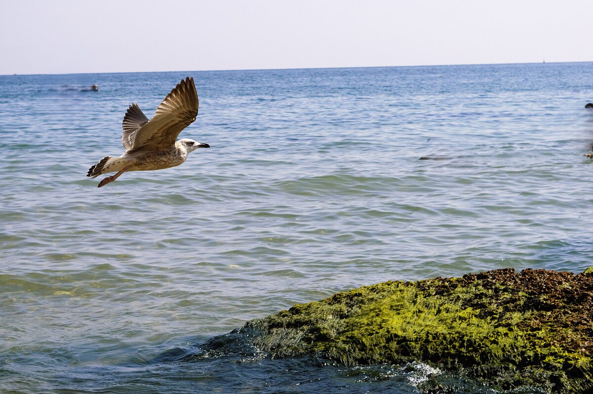 морская чайка - Viktorija Minajeva