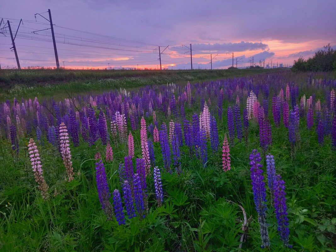 Люпины - Сапсан 
