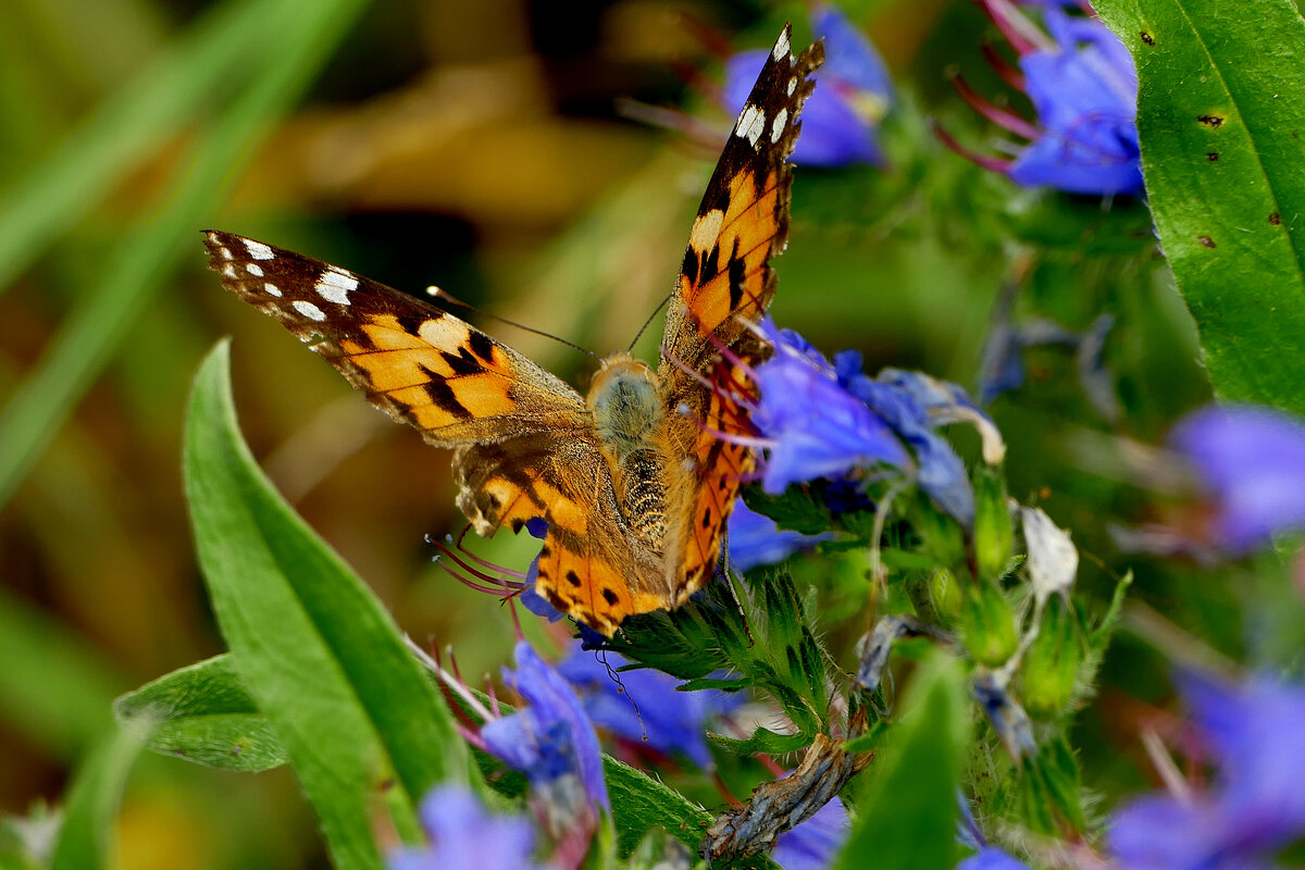 и снова бабочки 8 - Александр Прокудин