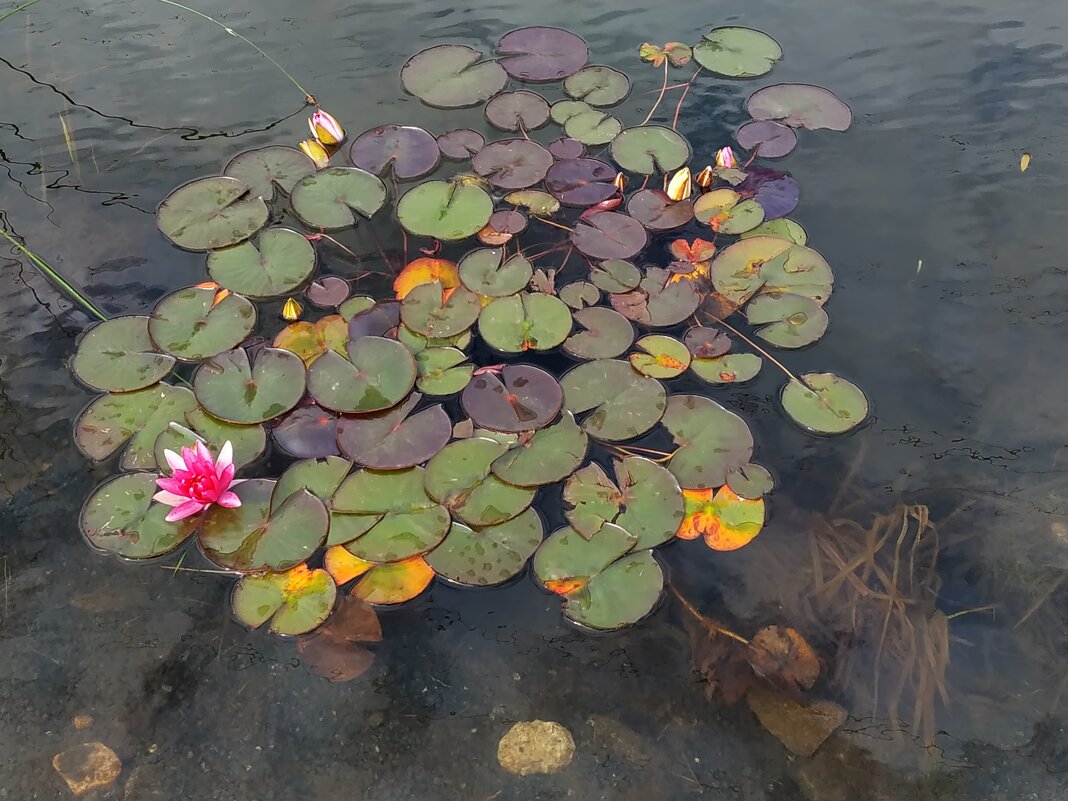 * * * - Андрей Лукьянов