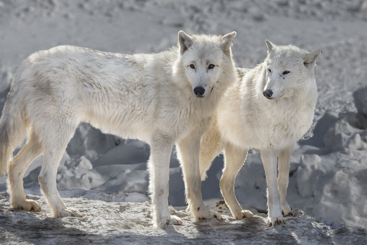 Белый волк - SanSan 