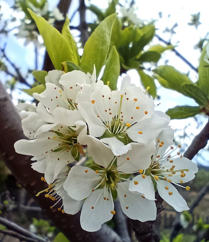 Цвет сливы - Ирина *