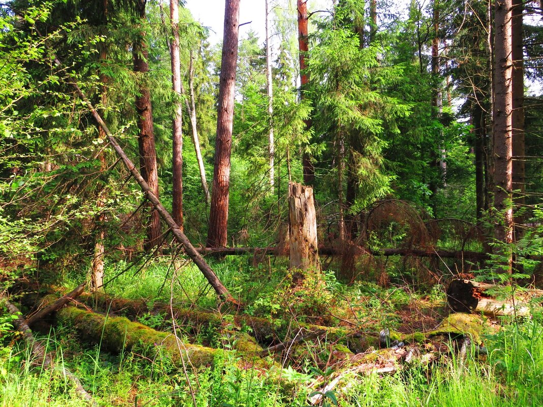 Перед лесом - Андрей Снегерёв Перед лесом - Андрей Снегерёв