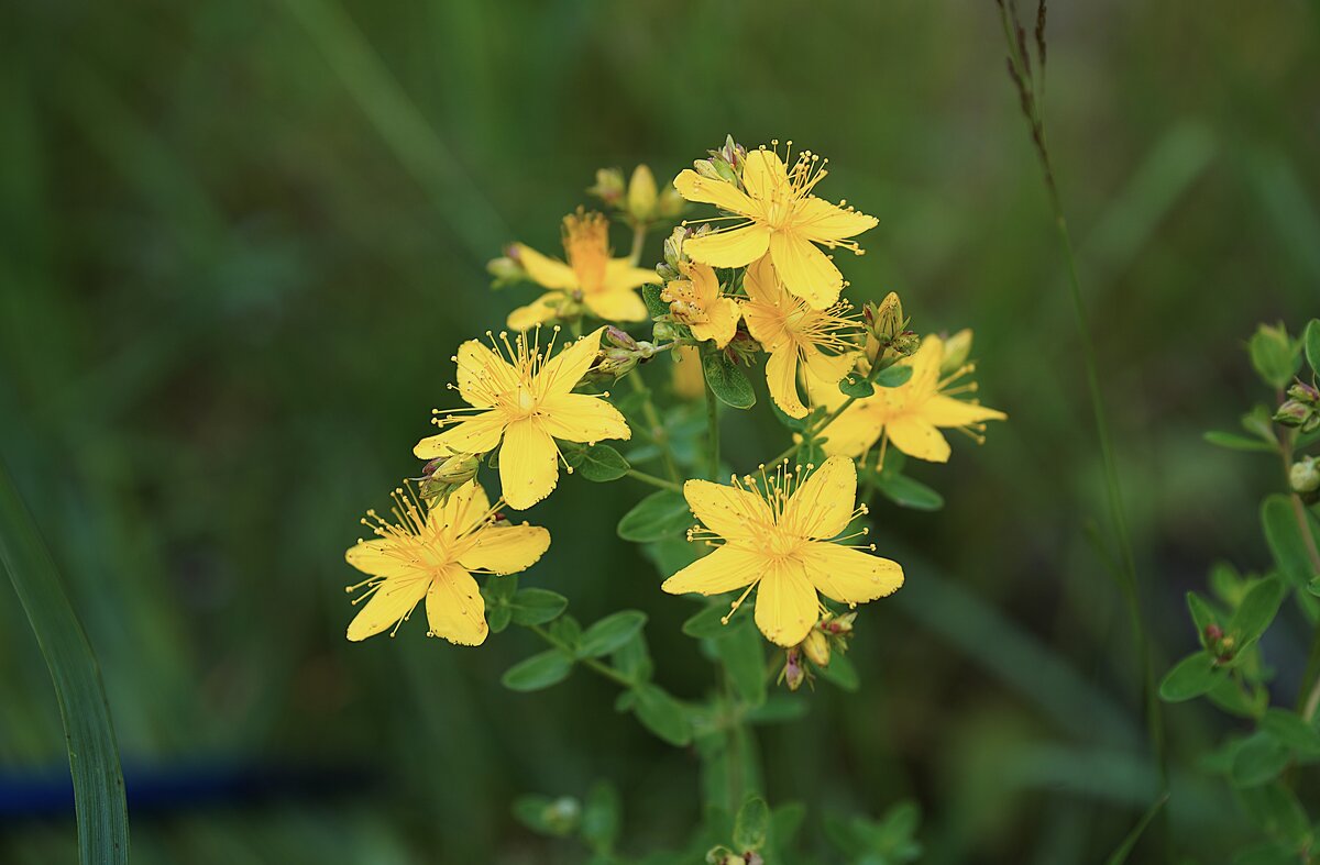 Зверобой продырявленный - Татьяна Тюменка
