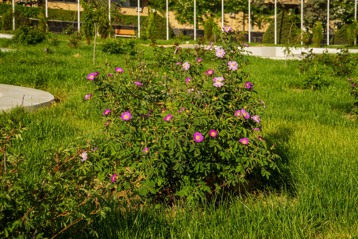 Шиповник - Анатолий Чикчирный
