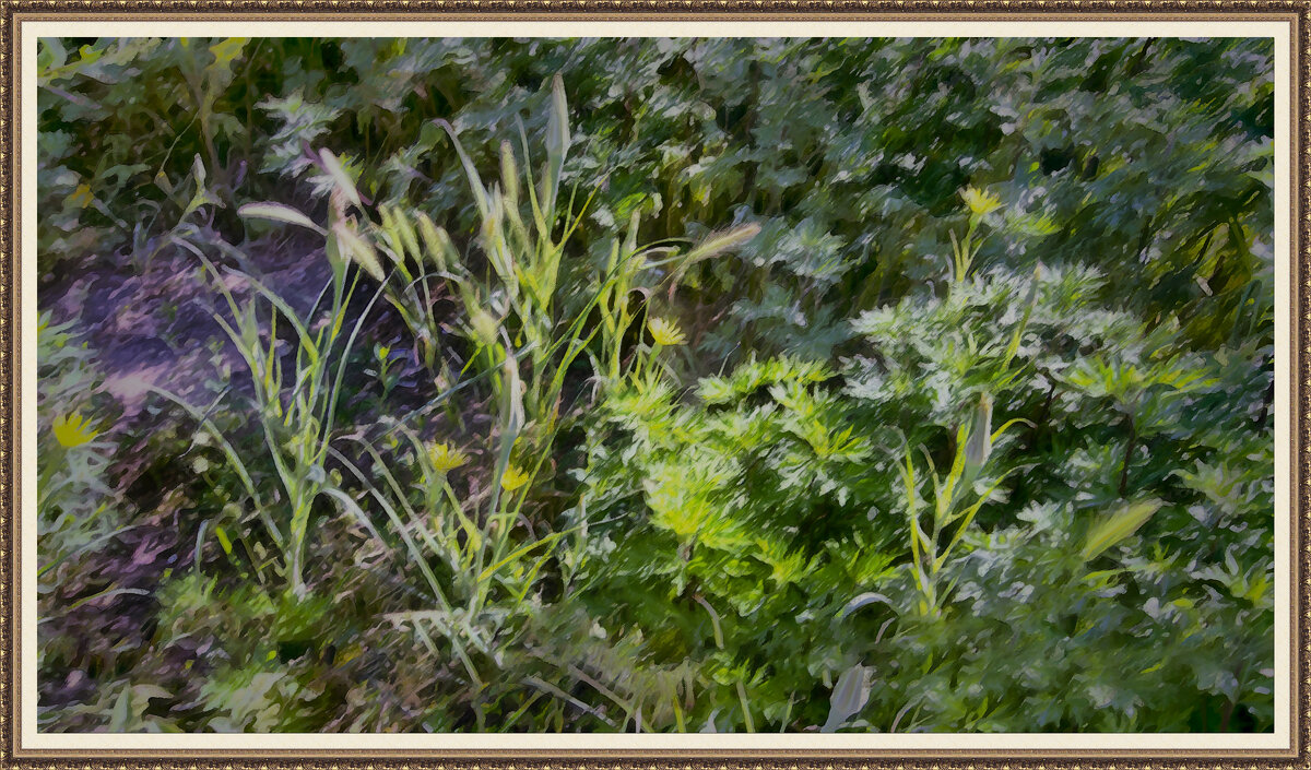 Заросли - Анатолий Чикчирный