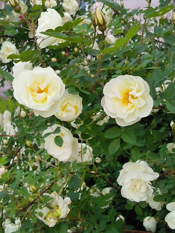 Шиповник с махровыми цветами. - Ольга Шиповник с махровыми цветами. - Ольга