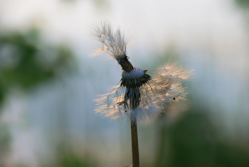 Франт-одувант... - Галина Ильясова Франт-одувант... - Галина Ильясова