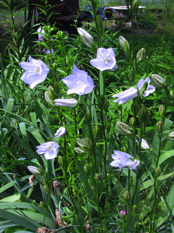 Нежные красавчики - Людмила Смородинская Нежные красавчики - Людмила Смородинская